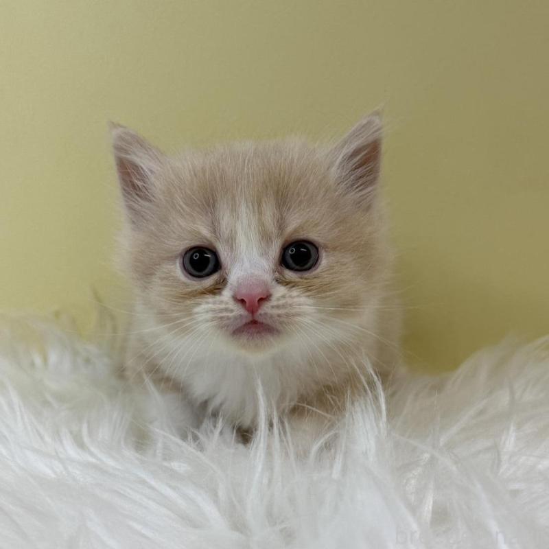 販売中の埼玉県のマンチカン-133490の1枚目