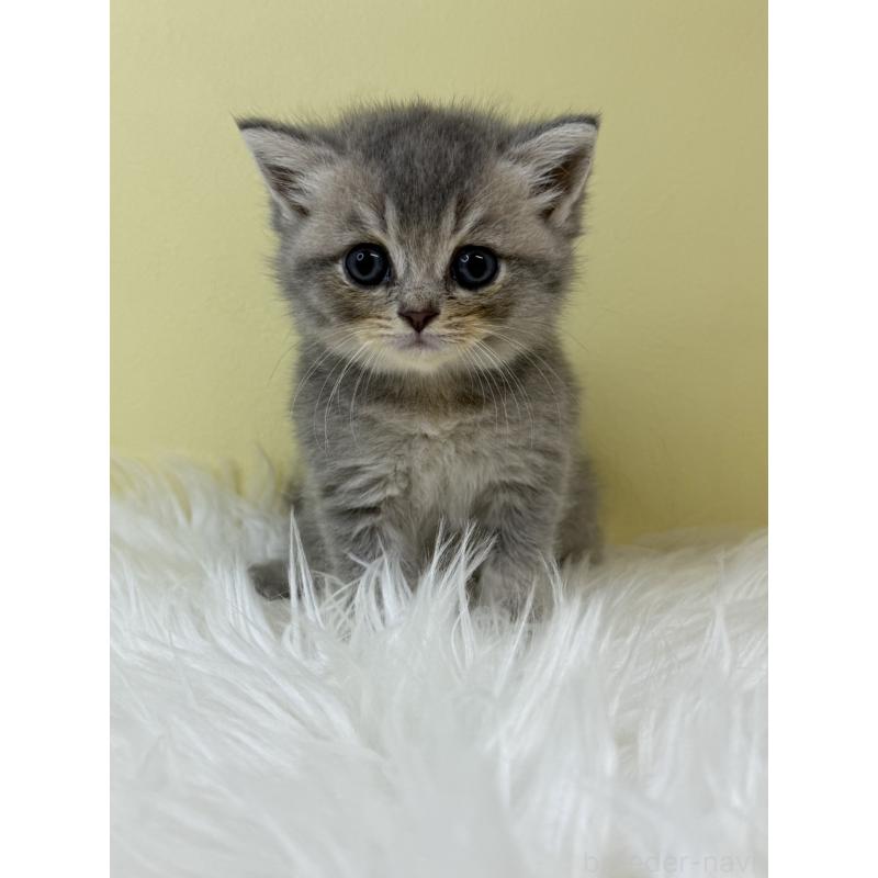 販売中の埼玉県のブリティッシュショートヘア-133491の4枚目