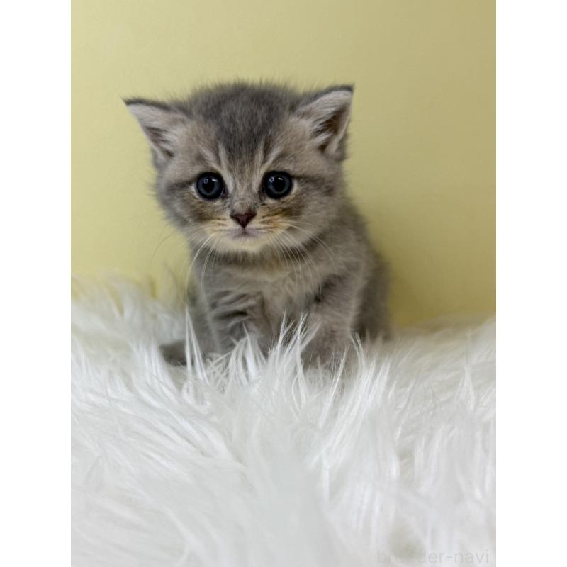 販売中の埼玉県のブリティッシュショートヘア-133491の3枚目