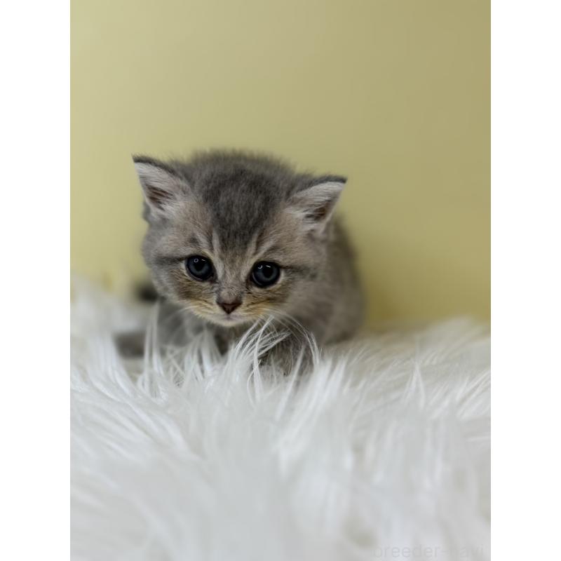 販売中の埼玉県のブリティッシュショートヘア-133491の2枚目