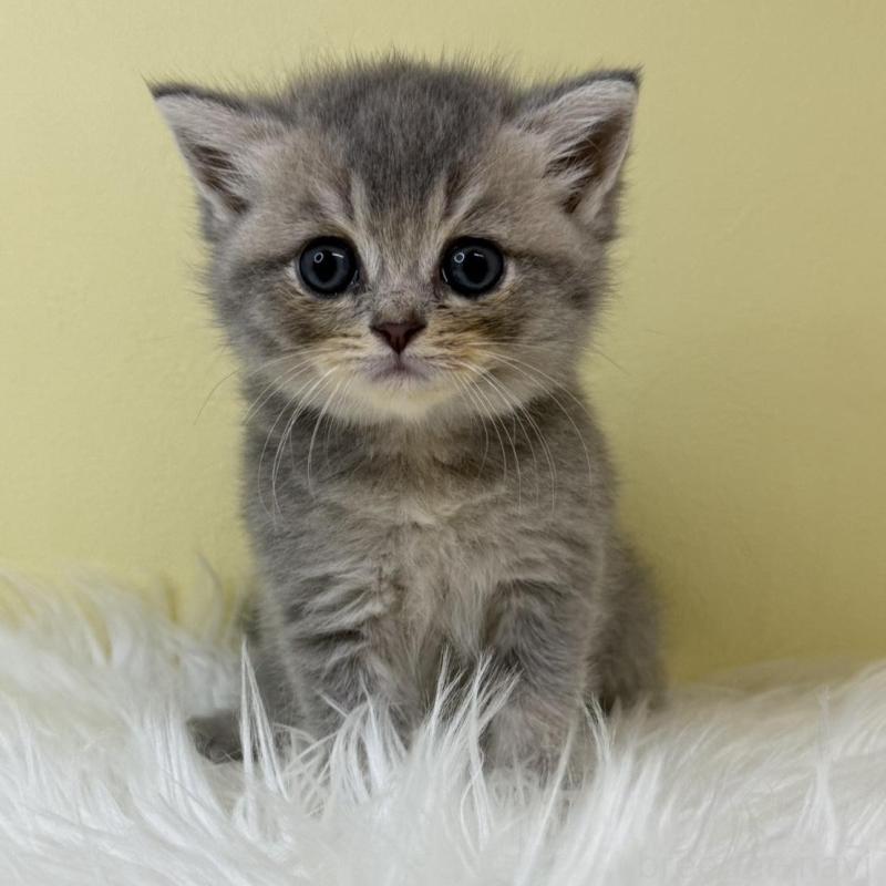 販売中の埼玉県のブリティッシュショートヘア-133491の1枚目