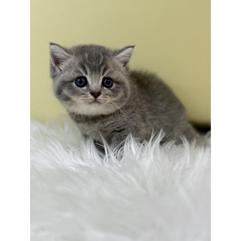 販売中の埼玉県のブリティッシュショートヘア-133492の4枚目