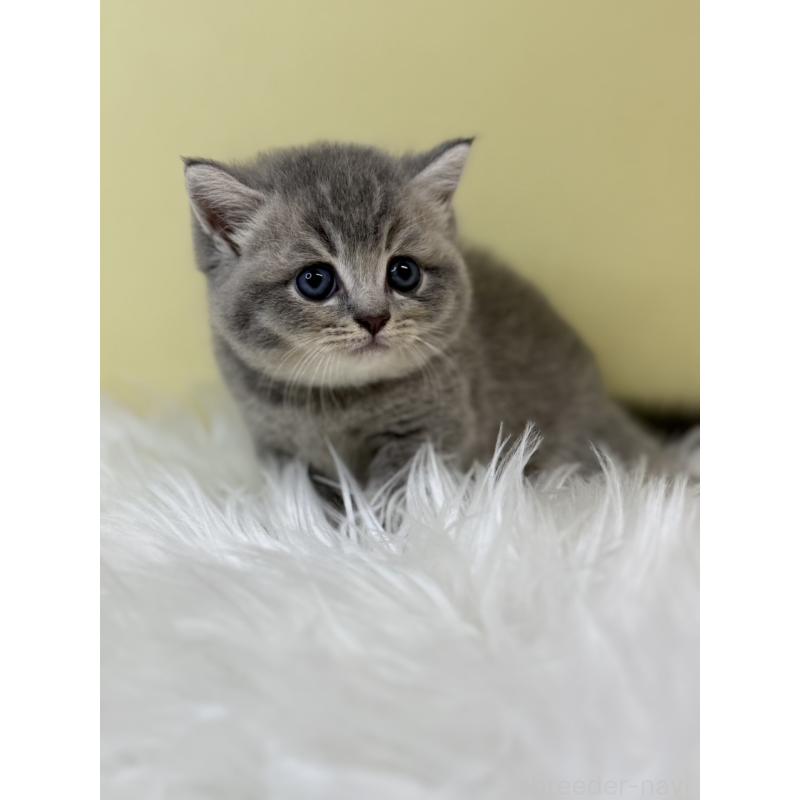 販売中の埼玉県のブリティッシュショートヘア-133492の3枚目