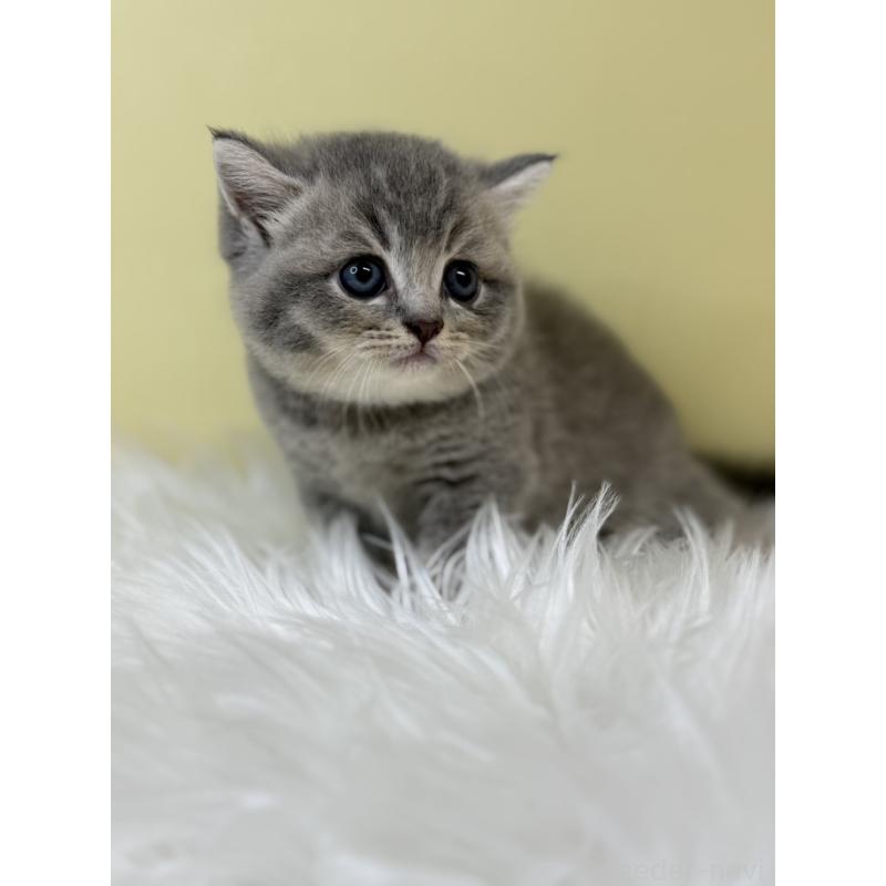 販売中の埼玉県のブリティッシュショートヘア-133492の2枚目