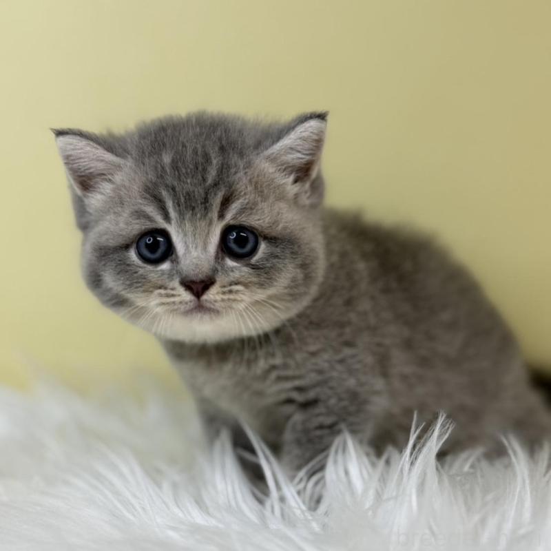 販売中の埼玉県のブリティッシュショートヘア-133492の1枚目