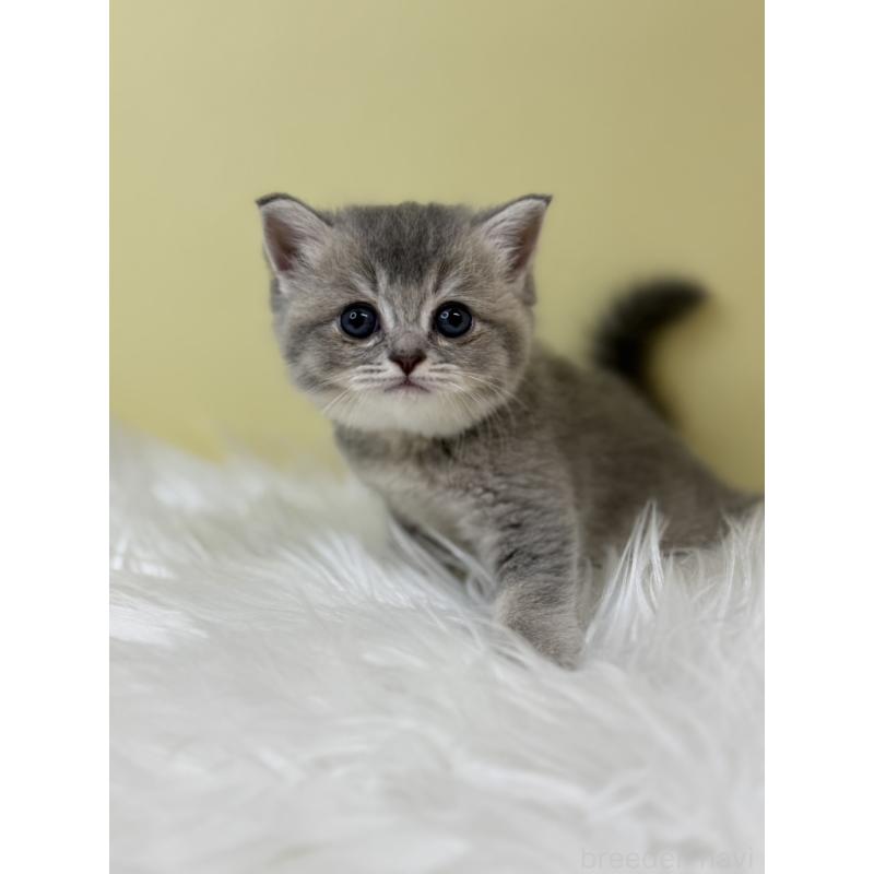 販売中の埼玉県のブリティッシュショートヘア-133493の4枚目