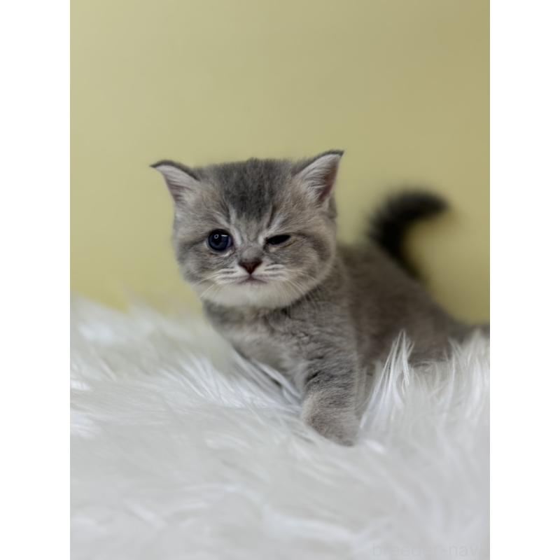 販売中の埼玉県のブリティッシュショートヘア-133493の3枚目