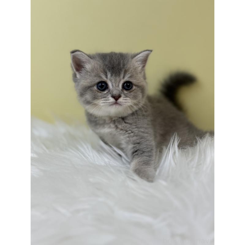 販売中の埼玉県のブリティッシュショートヘア-133493の2枚目