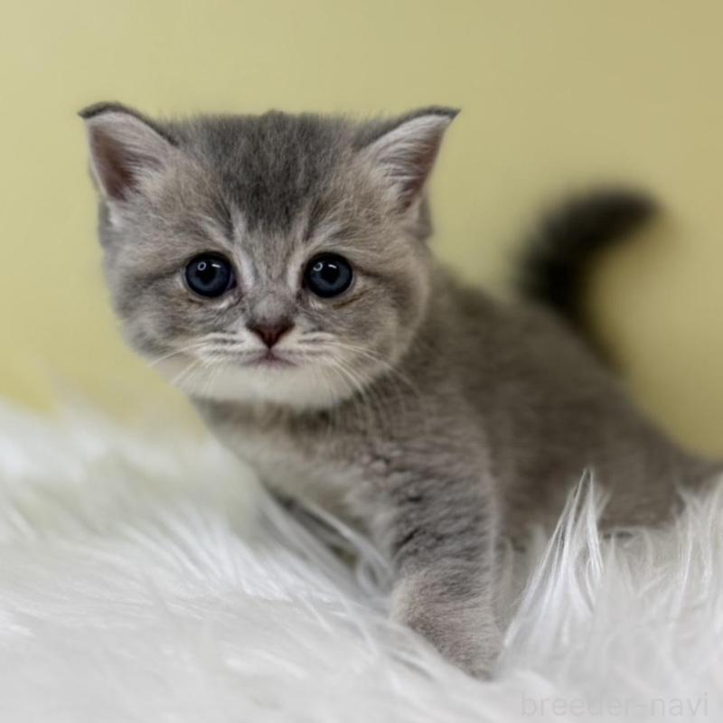 販売中の埼玉県のブリティッシュショートヘア-133493の1枚目