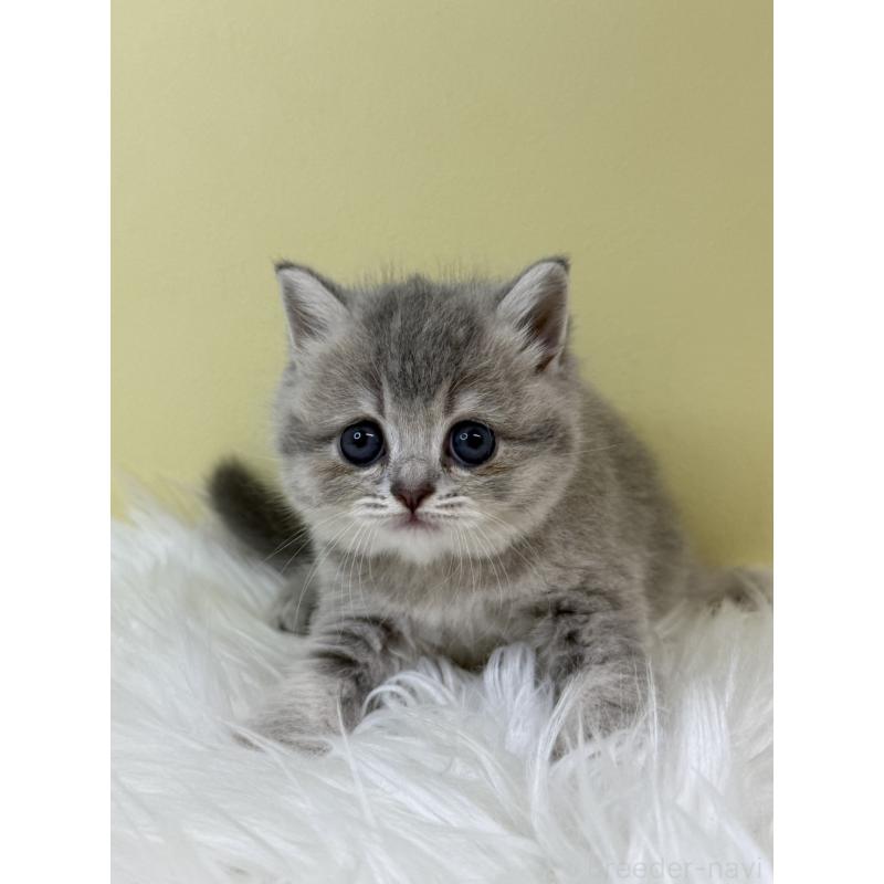 販売中の埼玉県のブリティッシュショートヘア-133494の4枚目