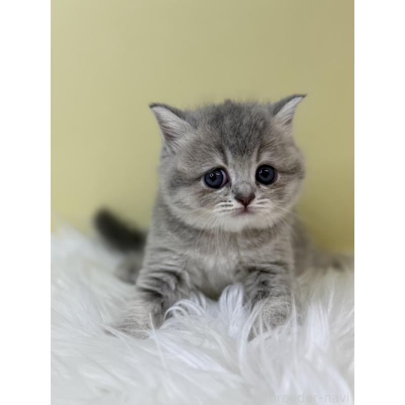 販売中の埼玉県のブリティッシュショートヘア-133494の3枚目