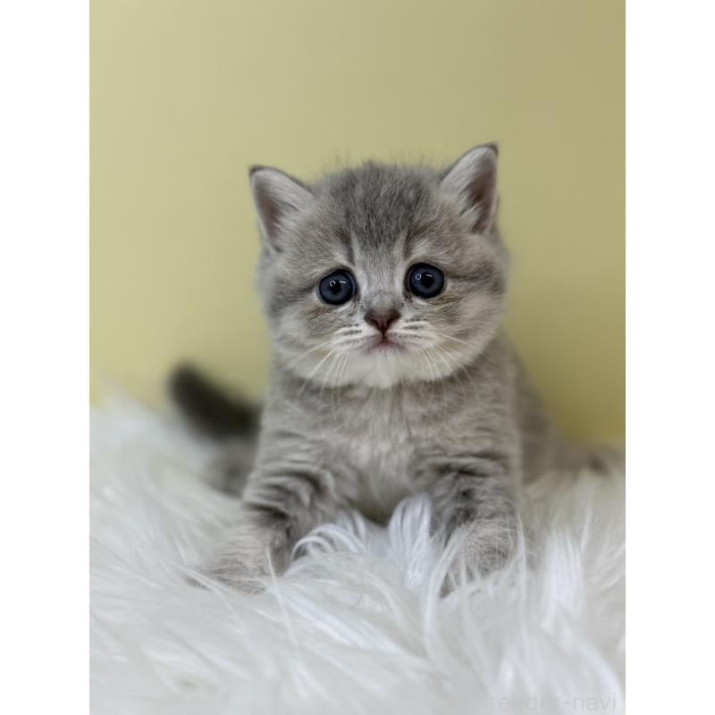 販売中の埼玉県のブリティッシュショートヘア-133494の2枚目