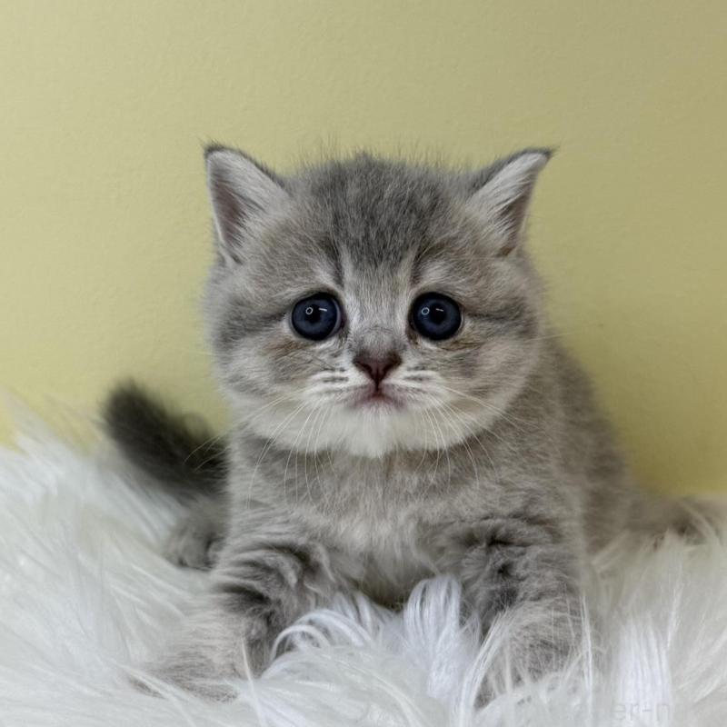 販売中の埼玉県のブリティッシュショートヘア-133494の1枚目