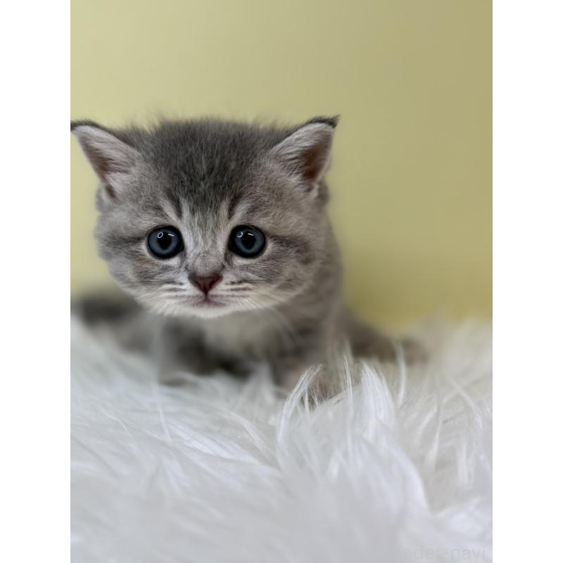 販売中の埼玉県のブリティッシュショートヘア-133495の4枚目