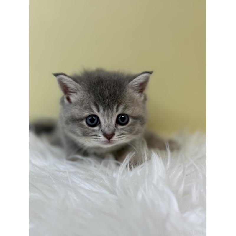 販売中の埼玉県のブリティッシュショートヘア-133495の3枚目