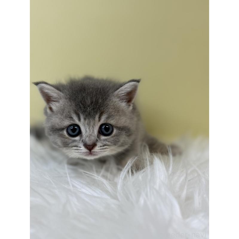 販売中の埼玉県のブリティッシュショートヘア-133495の2枚目