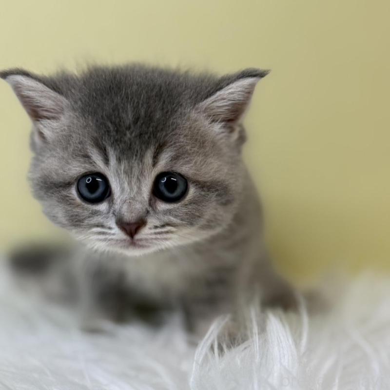 販売中の埼玉県のブリティッシュショートヘア-133495の1枚目