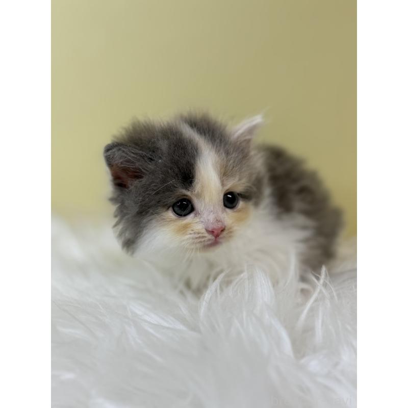 販売中の埼玉県のサイベリアン-133496の4枚目