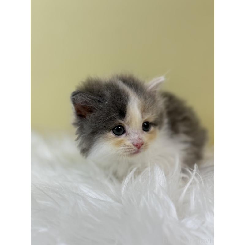 販売中の埼玉県のサイベリアン-133496の3枚目