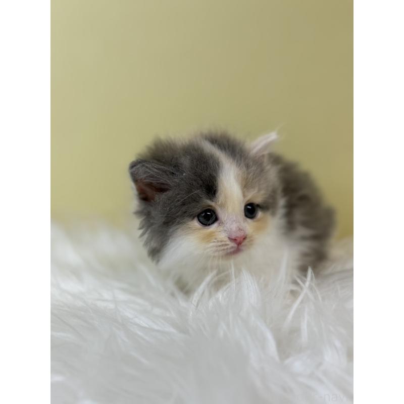 販売中の埼玉県のサイベリアン-133496の2枚目