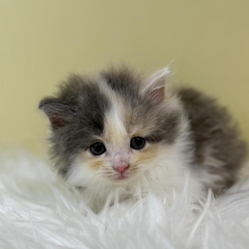 販売中の埼玉県のサイベリアン-133496の1枚目