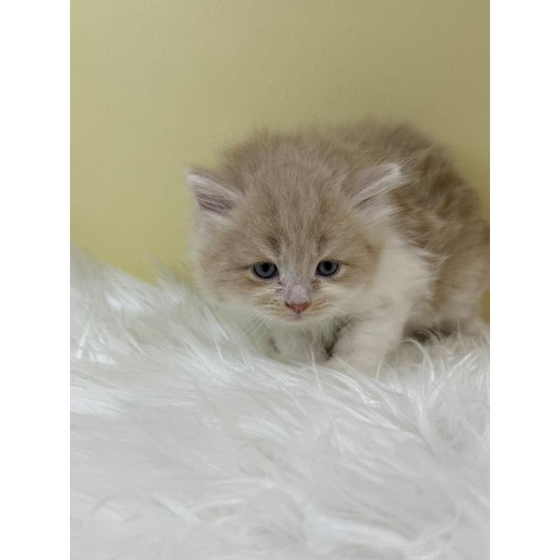 販売中の埼玉県のサイベリアン-133497の4枚目