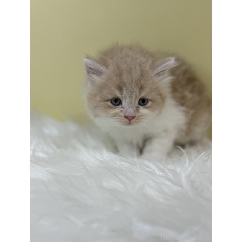 販売中の埼玉県のサイベリアン-133497の3枚目