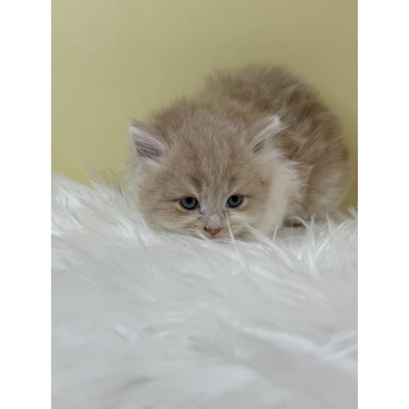 販売中の埼玉県のサイベリアン-133497の2枚目