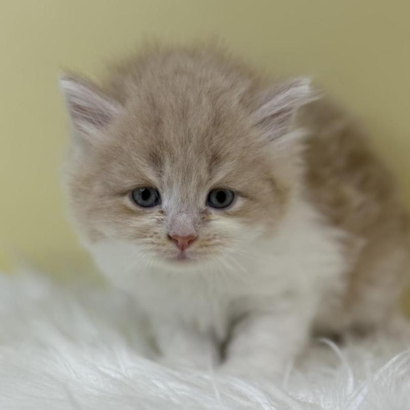 販売中の埼玉県のサイベリアン-133497の1枚目