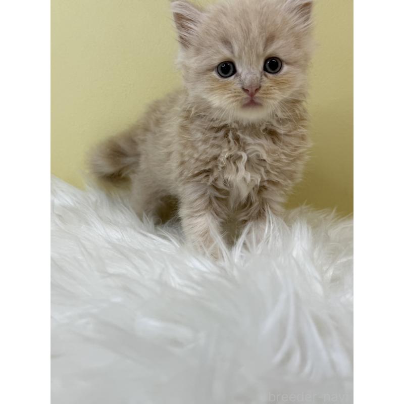 販売中の埼玉県のサイベリアン-133498の4枚目