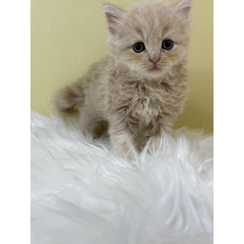 販売中の埼玉県のサイベリアン-133498の3枚目