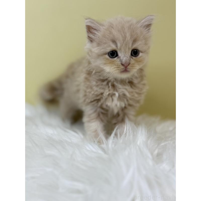 販売中の埼玉県のサイベリアン-133498の2枚目