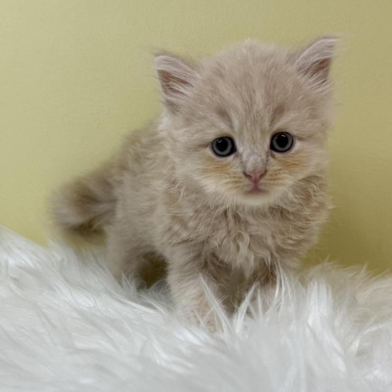 販売中の埼玉県のサイベリアン-133498の1枚目