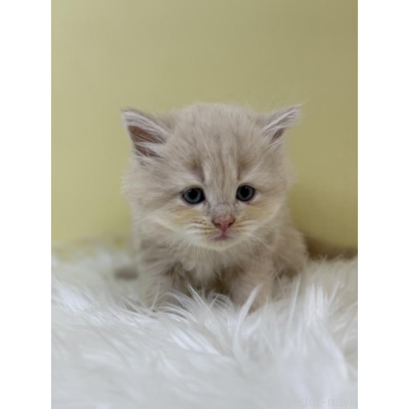 販売中の埼玉県のサイベリアン-133499の4枚目