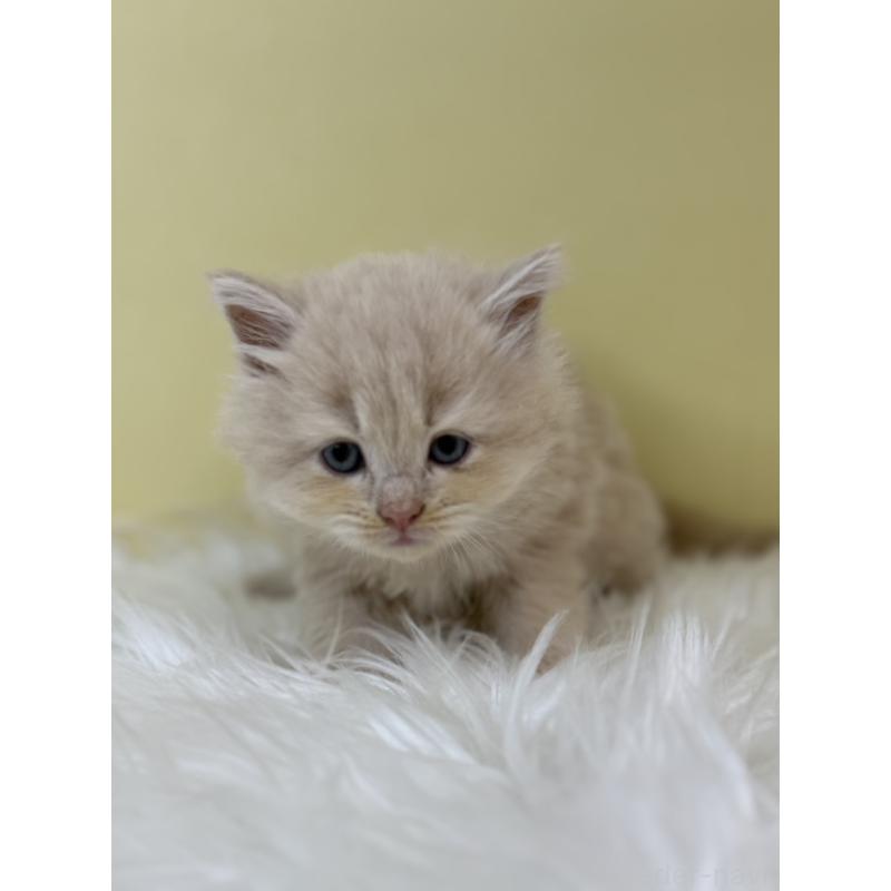 販売中の埼玉県のサイベリアン-133499の3枚目