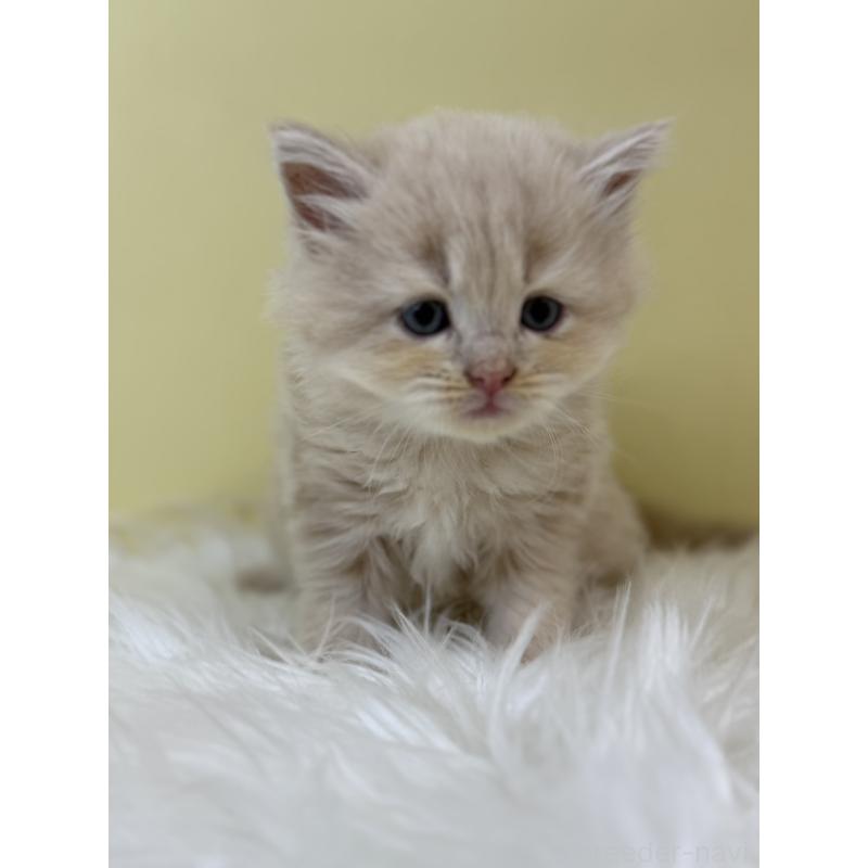 販売中の埼玉県のサイベリアン-133499の2枚目