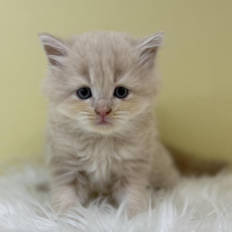 販売中の埼玉県のサイベリアン-133499の1枚目