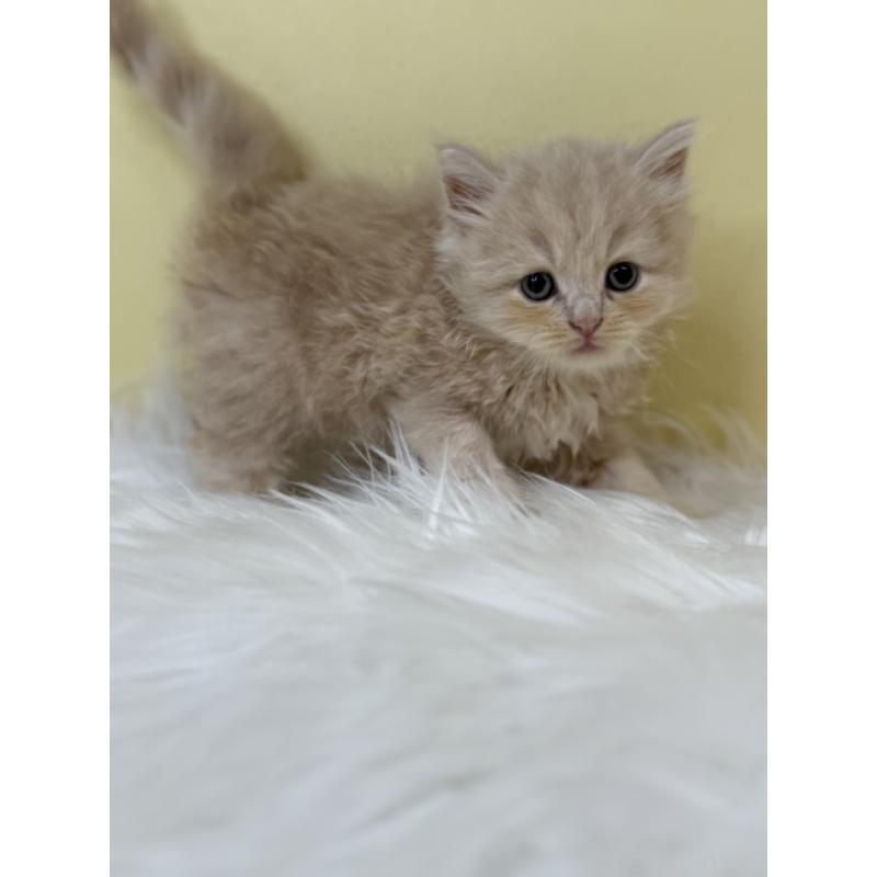 販売中の埼玉県のサイベリアン-133500の4枚目