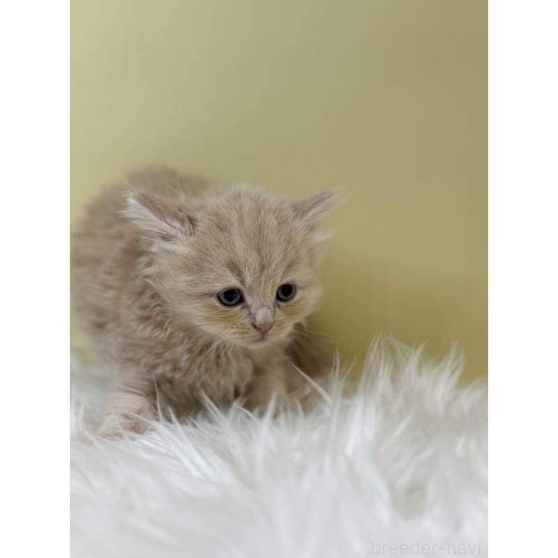 販売中の埼玉県のサイベリアン-133500の3枚目