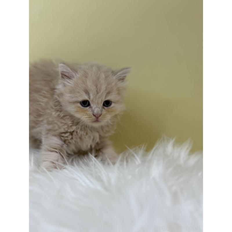 販売中の埼玉県のサイベリアン-133500の2枚目