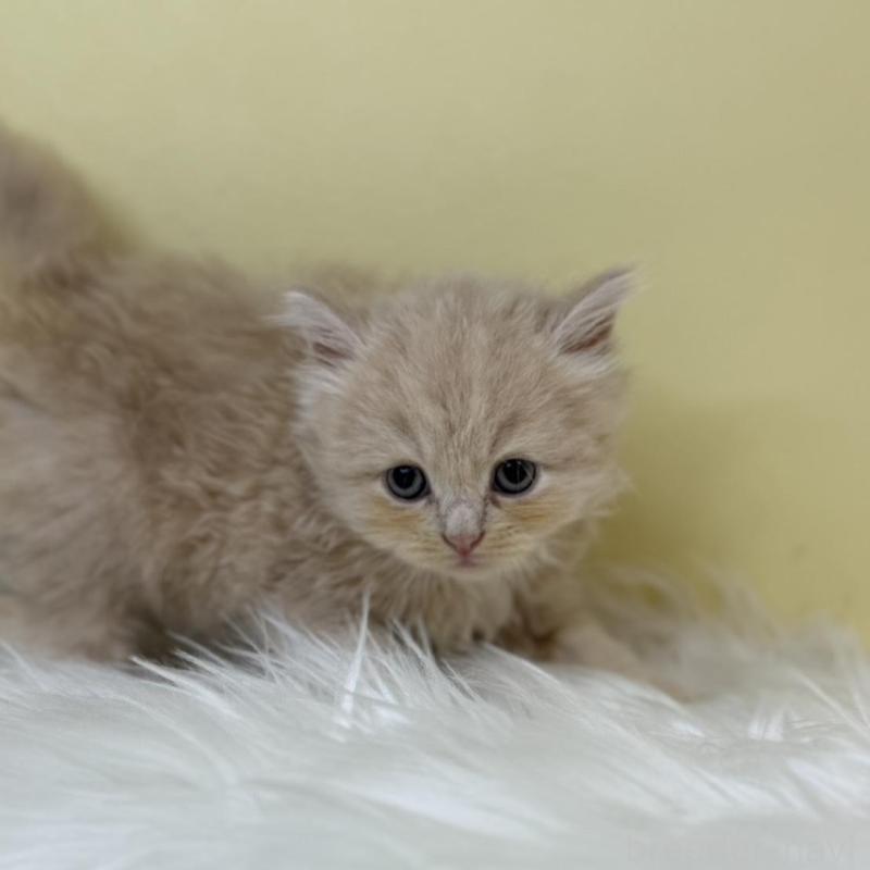 販売中の埼玉県のサイベリアン-133500の1枚目