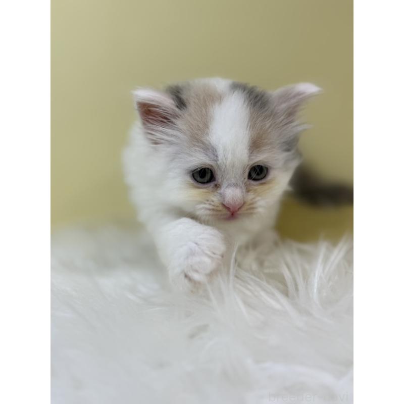 販売中の埼玉県のサイベリアン-133502の4枚目