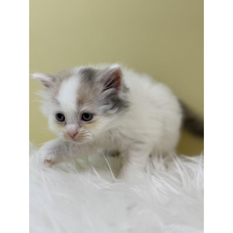 販売中の埼玉県のサイベリアン-133502の3枚目