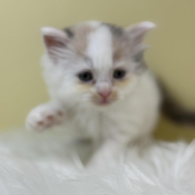 販売中の埼玉県のサイベリアン-133502の2枚目