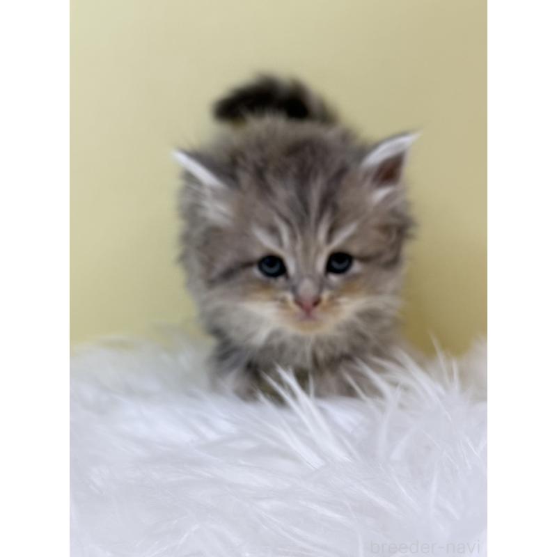 販売中の埼玉県のサイベリアン-133503の4枚目