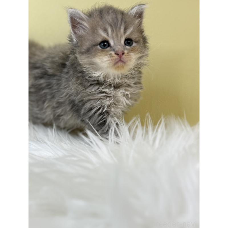 販売中の埼玉県のサイベリアン-133503の3枚目