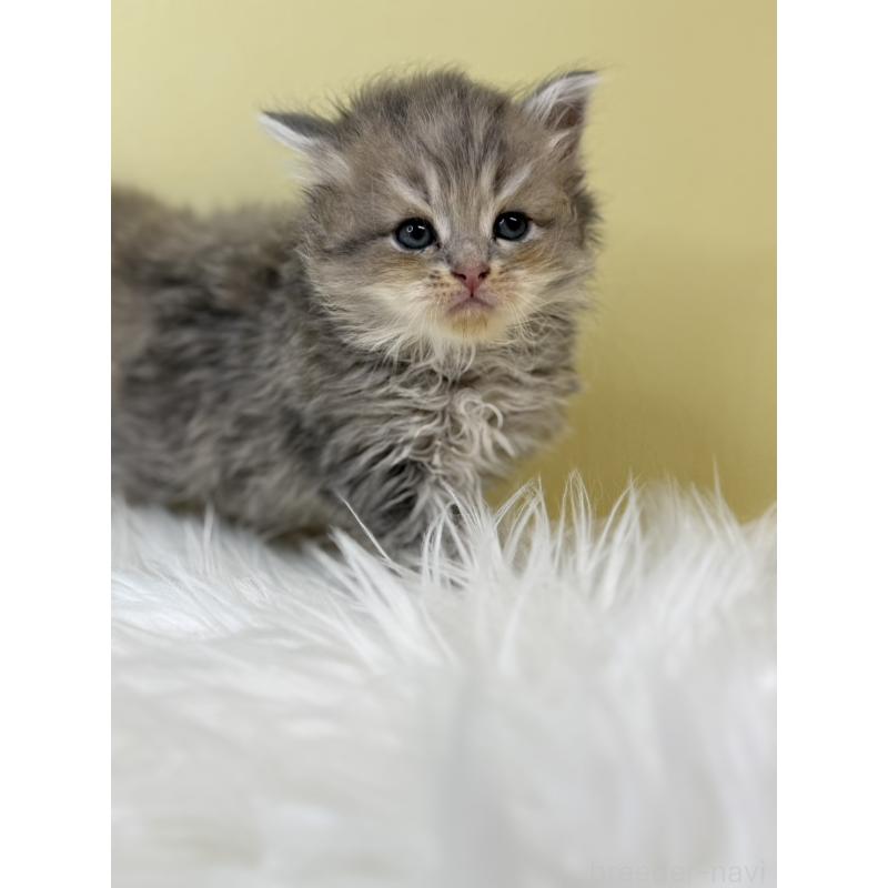 販売中の埼玉県のサイベリアン-133503の2枚目