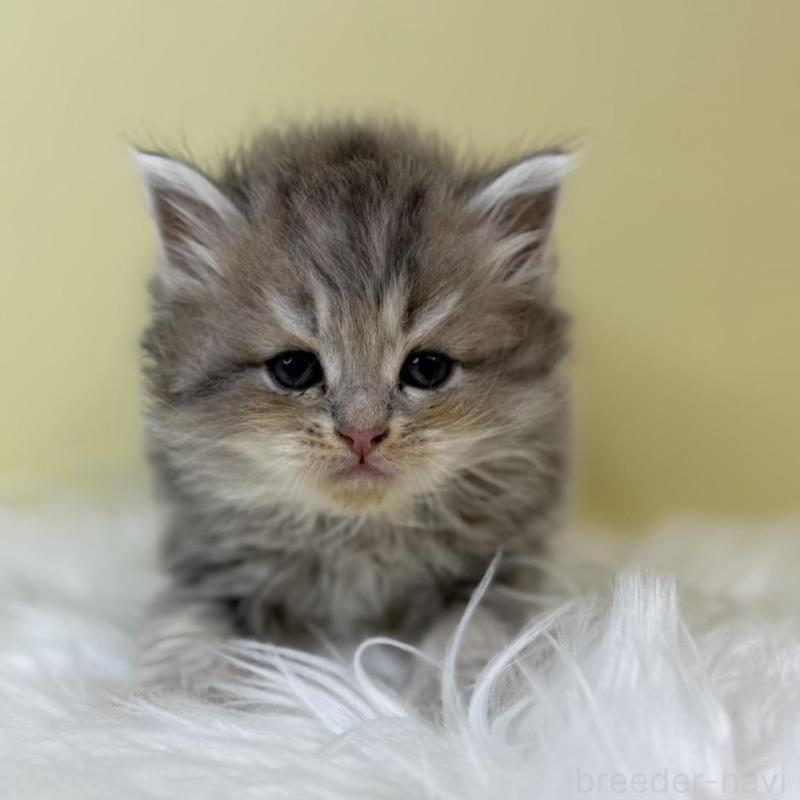 販売中の埼玉県のサイベリアン-133503の1枚目