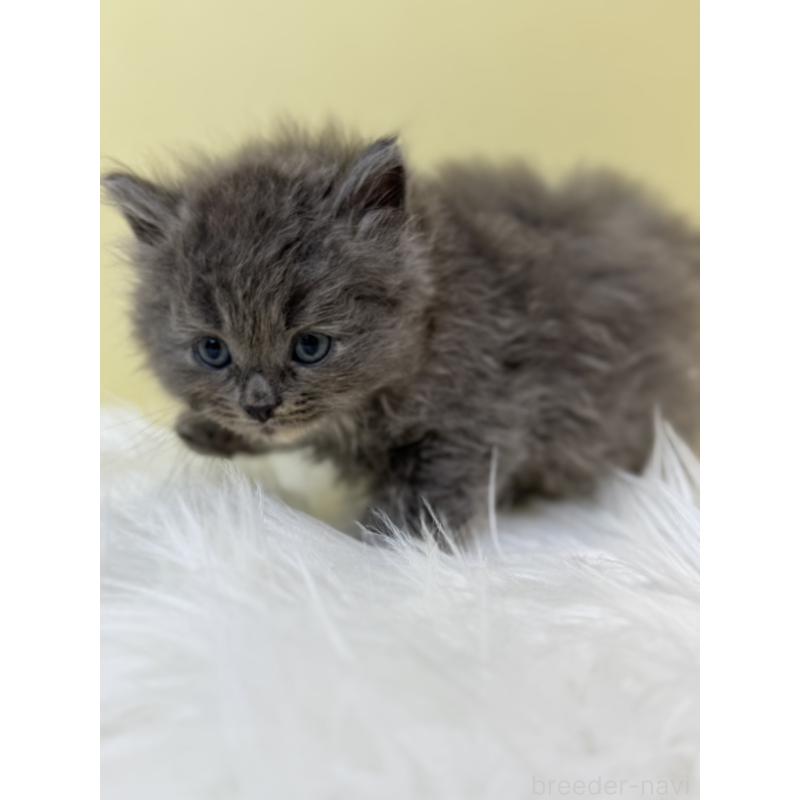 販売中の埼玉県のサイベリアン-133504の4枚目