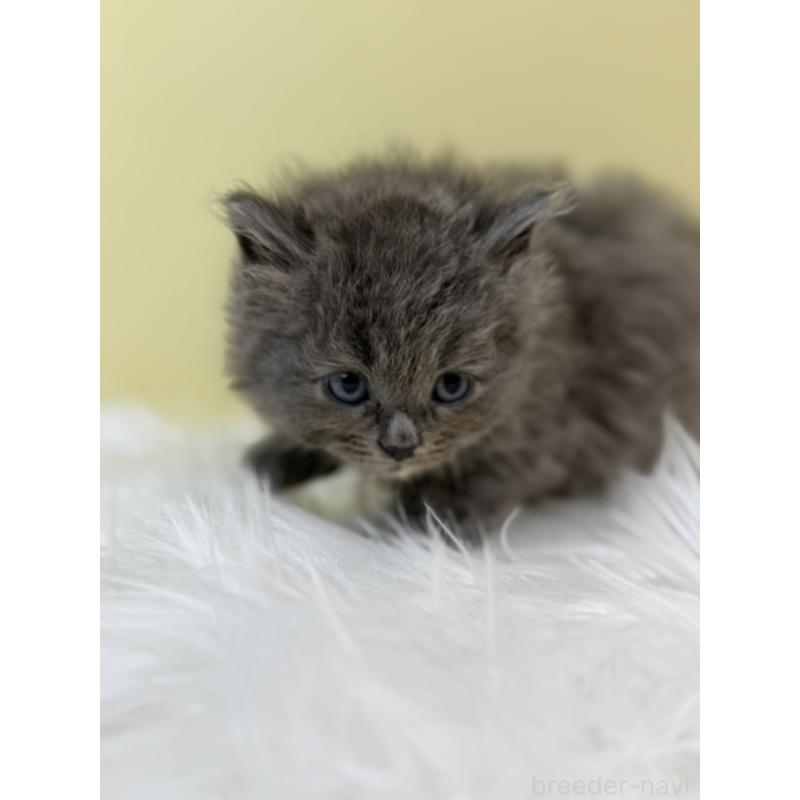 販売中の埼玉県のサイベリアン-133504の3枚目